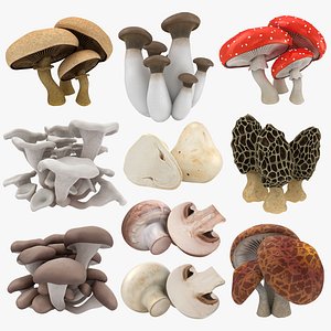 Mushrooms Collection