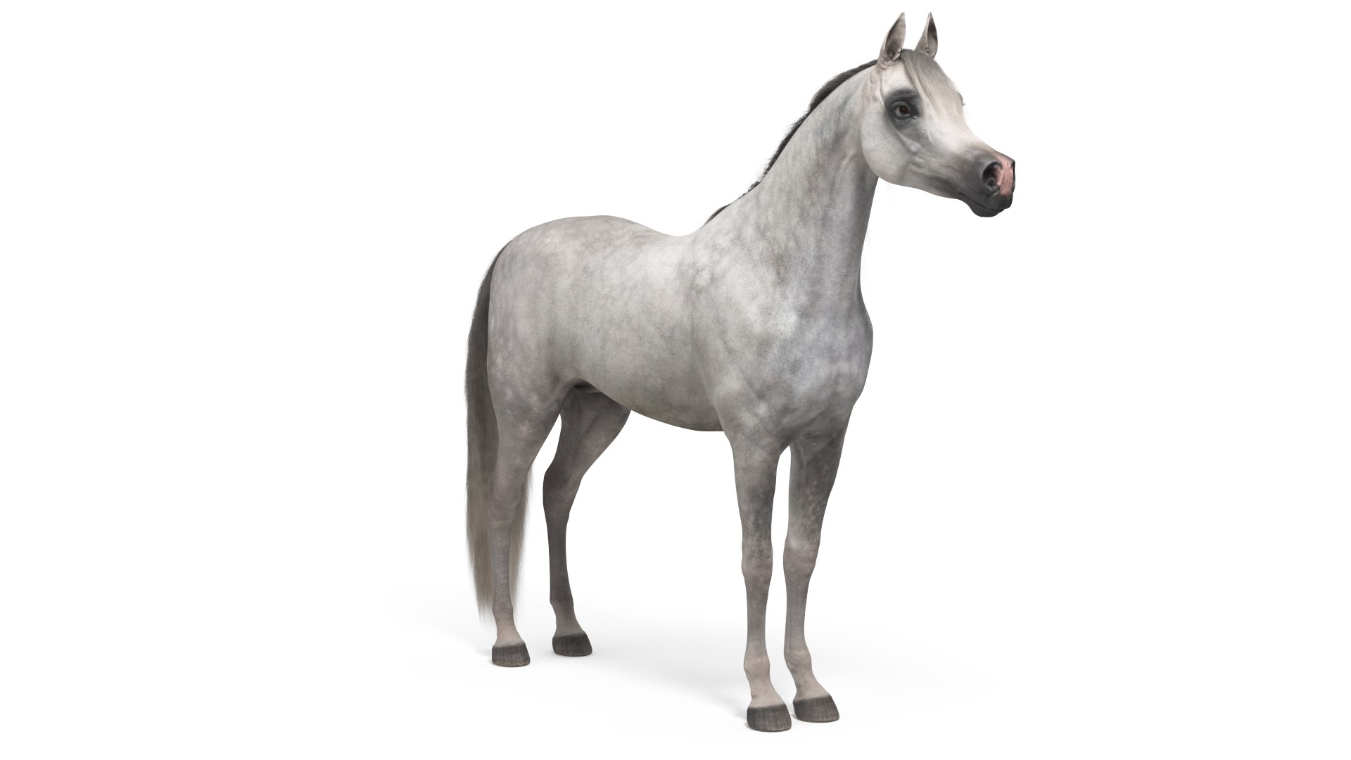 Arabian Horse Gray Dappled Fur 3D model preview