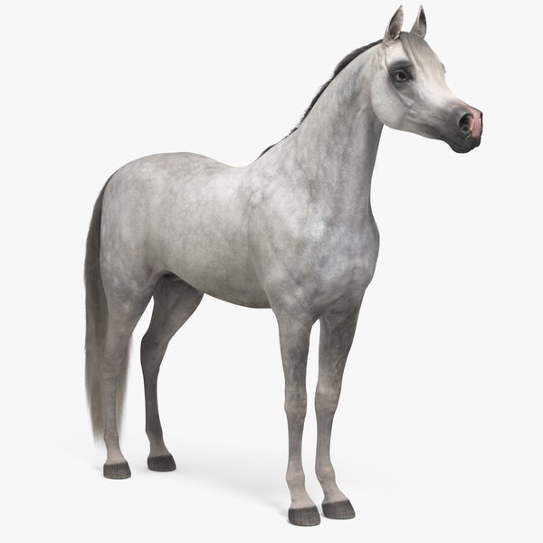 Arabian Horse Gray Dappled Fur 3D model