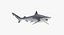 3D rigged sharks big