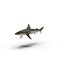 3D rigged sharks big