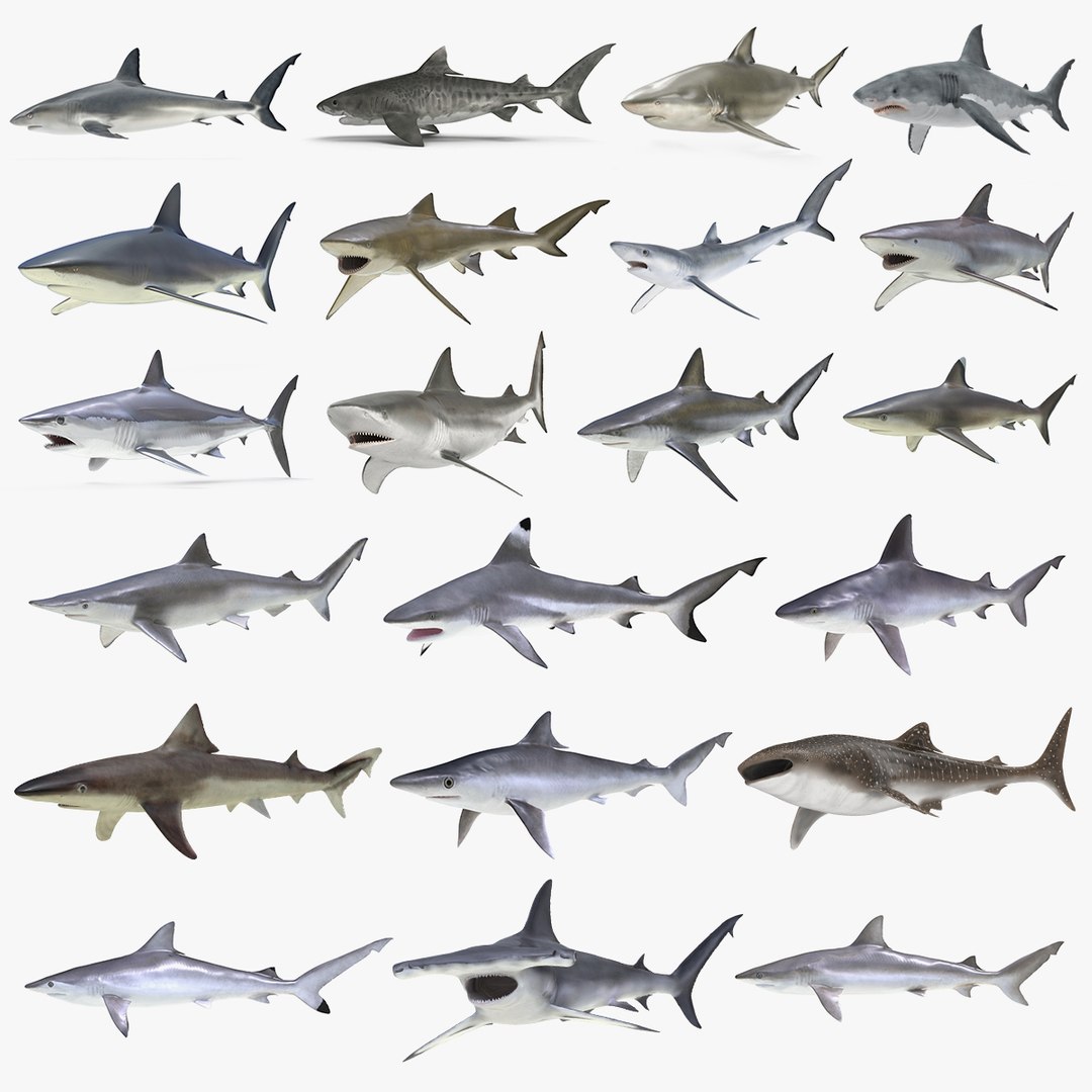 Rigged Sharks Big Collection 3D model preview