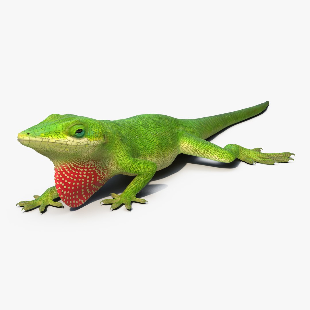 Carolina Anole Lizard Pose 3 3D model preview