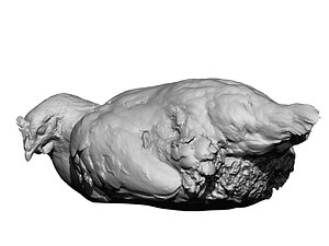 Real Chicken 12 - 3d scan