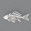 fish skeleton structure