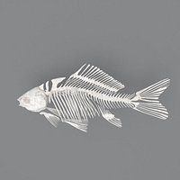 fish skeleton structure
