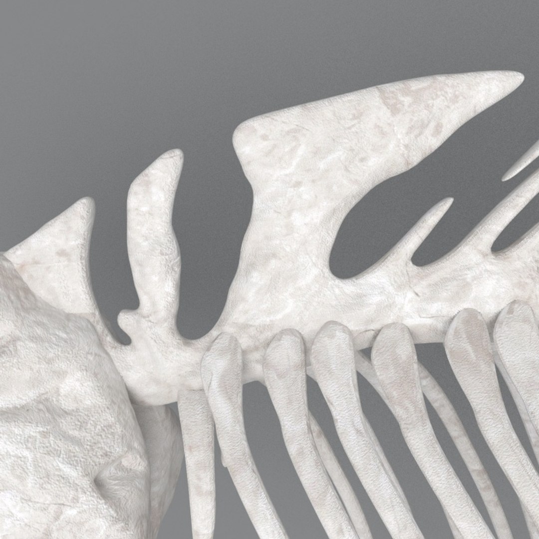 Fish Skeleton Structure 3D - TurboSquid 1495658