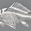 fish skeleton structure