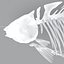 fish skeleton structure