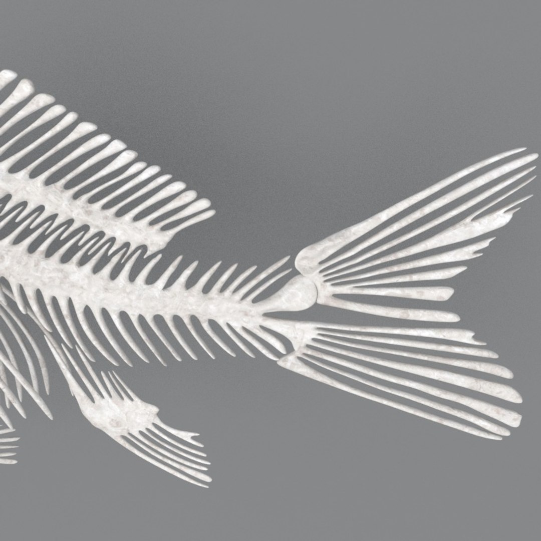 Fish Skeleton Structure 3D - TurboSquid 1495658