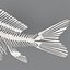 fish skeleton structure