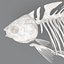 fish skeleton structure