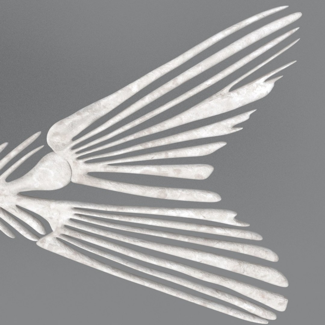 fish skeleton structure 3D https://p.turbosquid.com/ts-thumb/Db/nafEYa/traFrsRS/10/jpg/1579181292/1920x1080/fit_q87/a729e70a8c9ea69614057d1d5bcfb2bffa639910/10.jpg