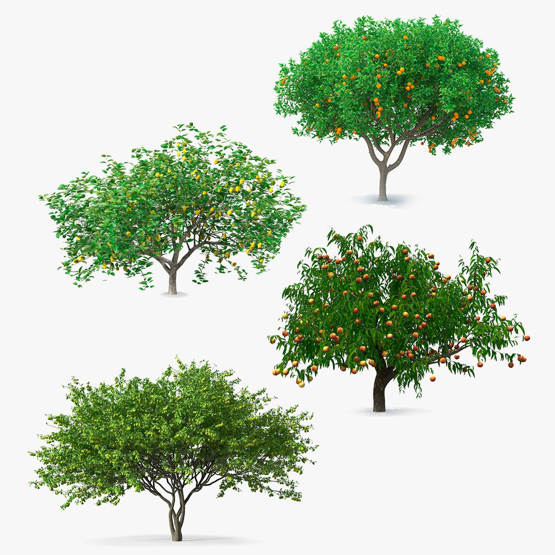 Fruit Trees Collection 2 3D model preview