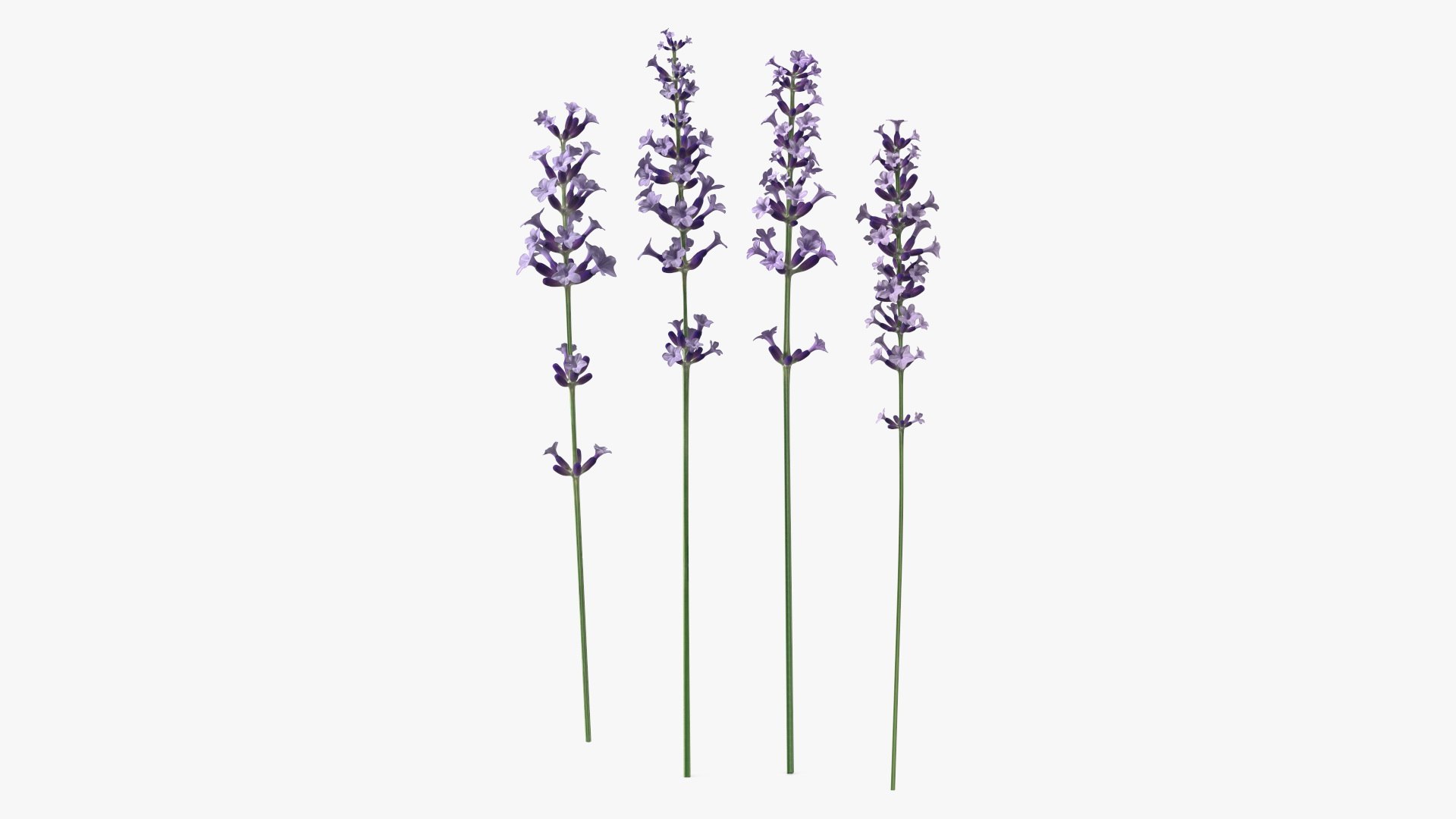 Garden Lavender Set 3D model preview