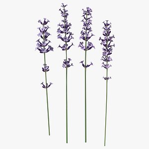 Garden Lavender Set