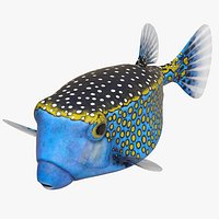 Ostracion Meleagris Fish Blue Rigged for Cinema 4D