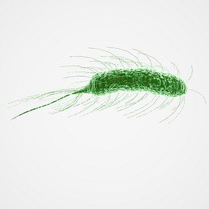 E. Coli