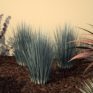3d ornamental grass maxwell render model