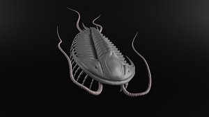 3D Trilobite Olenoides