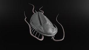 Trilobite Olenoides