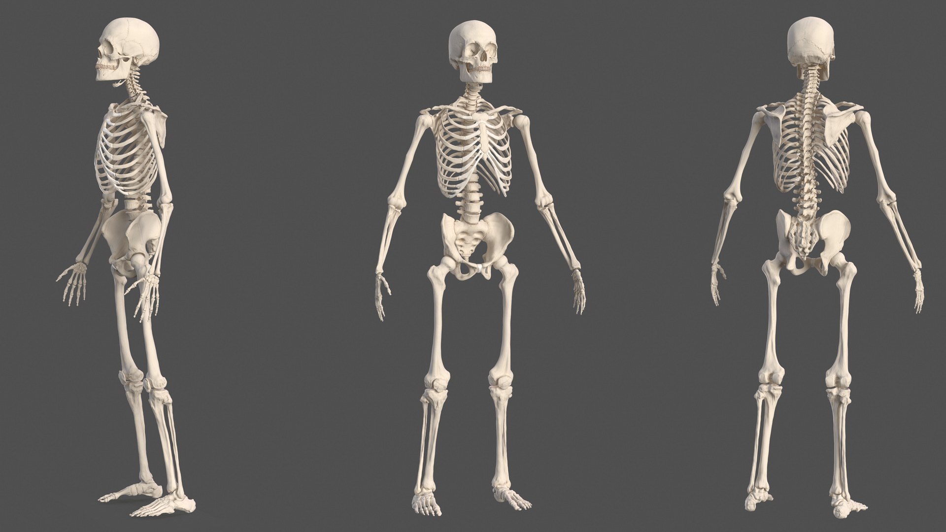 3D male skeleton cardiovascular model https://p.turbosquid.com/ts-thumb/Dc/klAjYl/0cJmkGEc/maleskeletonandcardiovascularsystemc4dmodel019/jpg/1574796298/1920x1080/fit_q87/3c8936c8f3c025d7a01d367303160fe5cb8b44cd/maleskeletonandcardiovascularsystemc4dmodel019.jpg