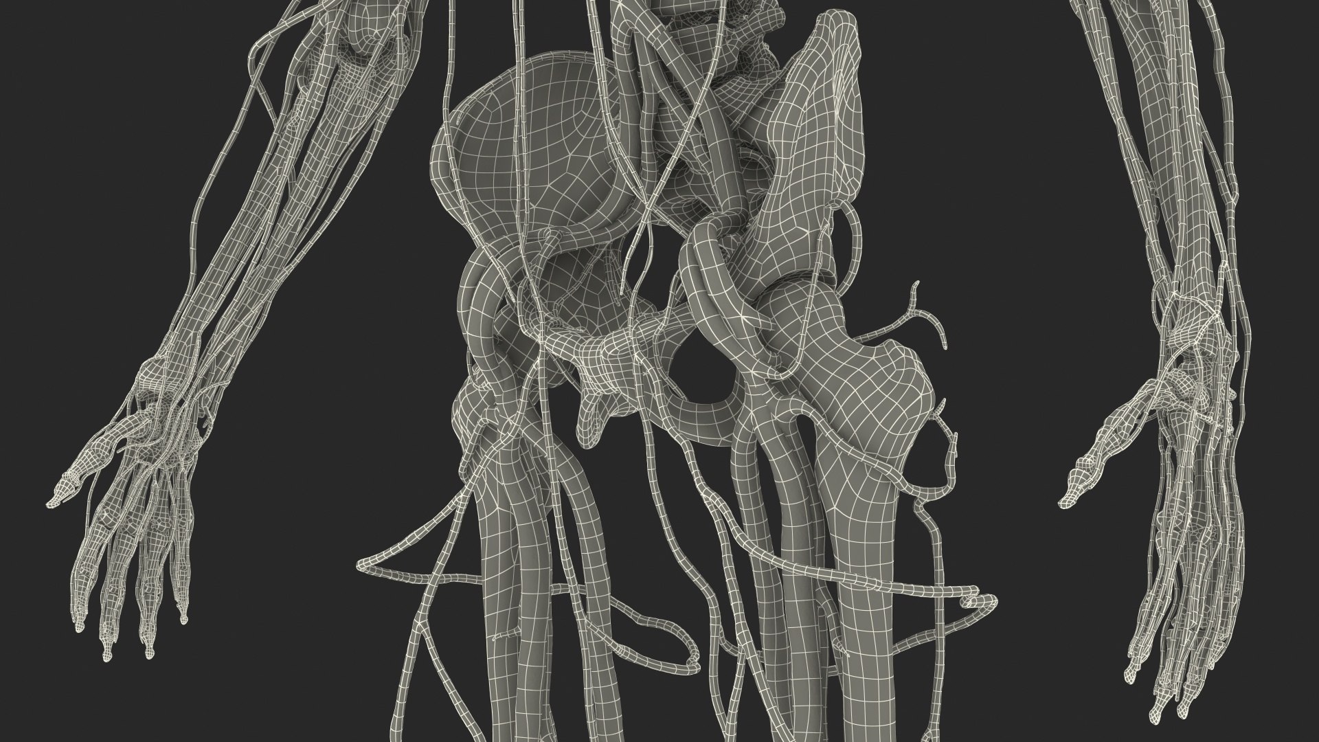 3D male skeleton cardiovascular model https://p.turbosquid.com/ts-thumb/Dc/klAjYl/1gamoO7j/maleskeletonandcardiovascularsystemc4dmodel059/jpg/1574796502/1920x1080/fit_q87/cf3dcb53586d7565f32a836c13b290a7d9f1abfd/maleskeletonandcardiovascularsystemc4dmodel059.jpg