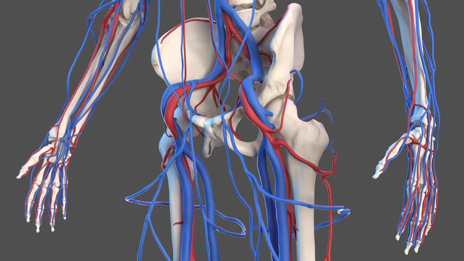 3D male skeleton cardiovascular model https://p.turbosquid.com/ts-thumb/Dc/klAjYl/1ys4eQn7/maleskeletonandcardiovascularsystemc4dmodel017/jpg/1574796287/1920x1080/fit_q87/2873f31a2604243c92e6e495e11a6b4eb60abec0/maleskeletonandcardiovascularsystemc4dmodel017.jpg