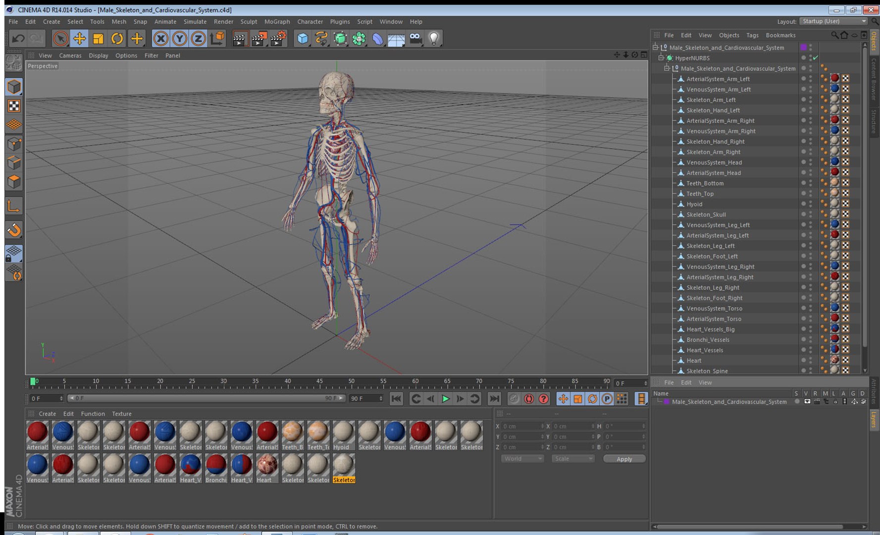 3D male skeleton cardiovascular model https://p.turbosquid.com/ts-thumb/Dc/klAjYl/5iZ86uFa/maleskeletonandcardiovascularsystemc4dmodel050/jpg/1574796472/1920x1080/fit_q87/1a60e5ec9d7d8d3b2462b753445378fa5e49a399/maleskeletonandcardiovascularsystemc4dmodel050.jpg
