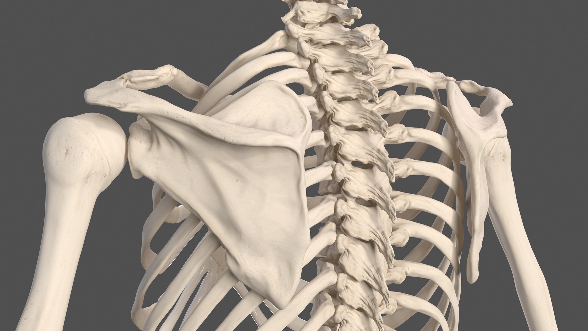 3D male skeleton cardiovascular model https://p.turbosquid.com/ts-thumb/Dc/klAjYl/A7E5vPar/maleskeletonandcardiovascularsystemc4dmodel027/jpg/1574796342/1920x1080/fit_q87/961397c93dc71b0dc94acd0c25a648188f42321a/maleskeletonandcardiovascularsystemc4dmodel027.jpg