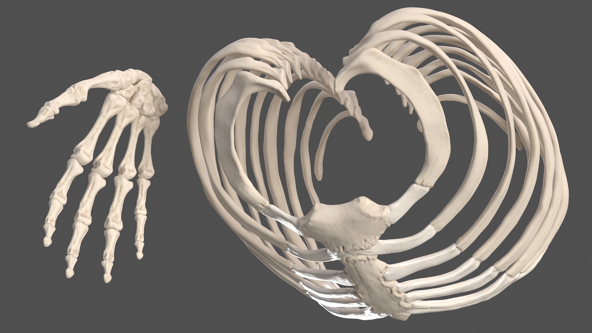 3D male skeleton cardiovascular model https://p.turbosquid.com/ts-thumb/Dc/klAjYl/CKIa7Z4C/maleskeletonandcardiovascularsystemc4dmodel029/jpg/1574796353/1920x1080/fit_q87/2a3593b0ec7e7f6655cc1bd0356ded5a2b937b96/maleskeletonandcardiovascularsystemc4dmodel029.jpg