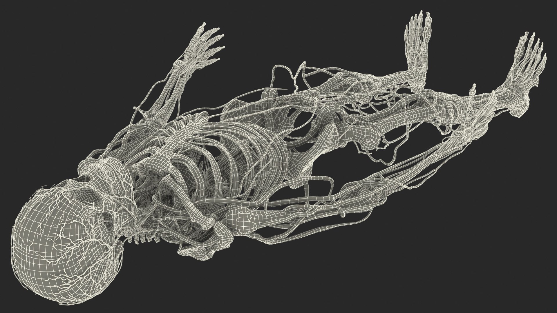 3D male skeleton cardiovascular model https://p.turbosquid.com/ts-thumb/Dc/klAjYl/D4nMLbzw/maleskeletonandcardiovascularsystemc4dmodel053/jpg/1574796485/1920x1080/fit_q87/68beea2bf05815c1c6cb3af9c658d59e34bc560c/maleskeletonandcardiovascularsystemc4dmodel053.jpg