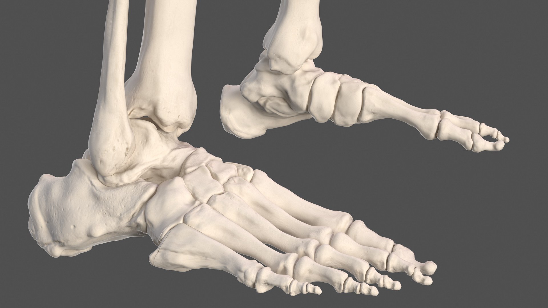 3D male skeleton cardiovascular model https://p.turbosquid.com/ts-thumb/Dc/klAjYl/ESTby8Br/maleskeletonandcardiovascularsystemc4dmodel030/jpg/1574796359/1920x1080/fit_q87/91b936e5f96870151b2918966fb03ec168edeb73/maleskeletonandcardiovascularsystemc4dmodel030.jpg