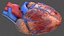 Scheletro maschile e sistema cardiovascolare