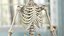 Scheletro maschile e sistema cardiovascolare