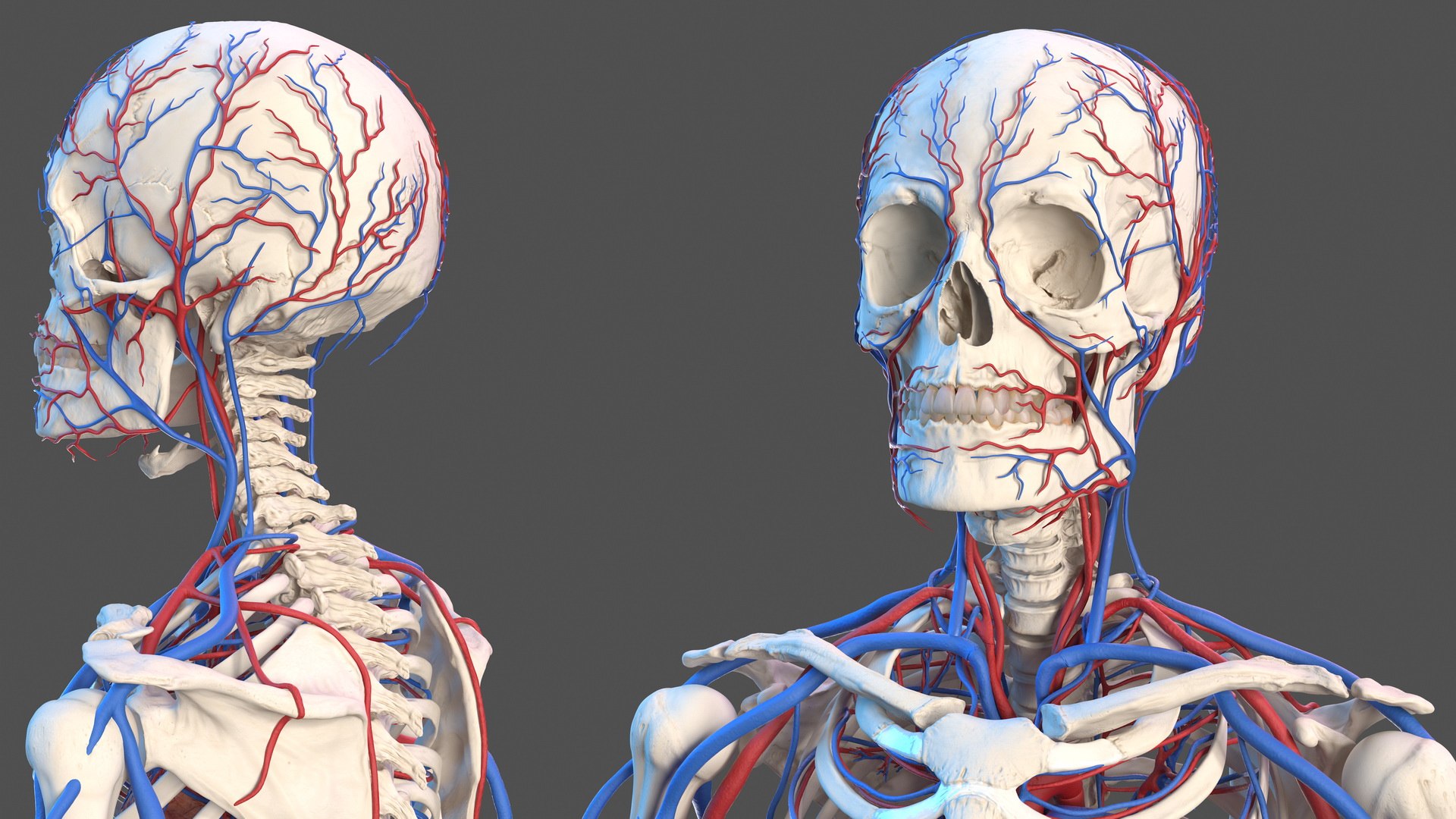 3D male skeleton cardiovascular model https://p.turbosquid.com/ts-thumb/Dc/klAjYl/Kvt2Q8Yj/maleskeletonandcardiovascularsystemc4dmodel013/jpg/1574796266/1920x1080/fit_q87/777cee5919b2d5d55d1cf0821350c9919458332a/maleskeletonandcardiovascularsystemc4dmodel013.jpg