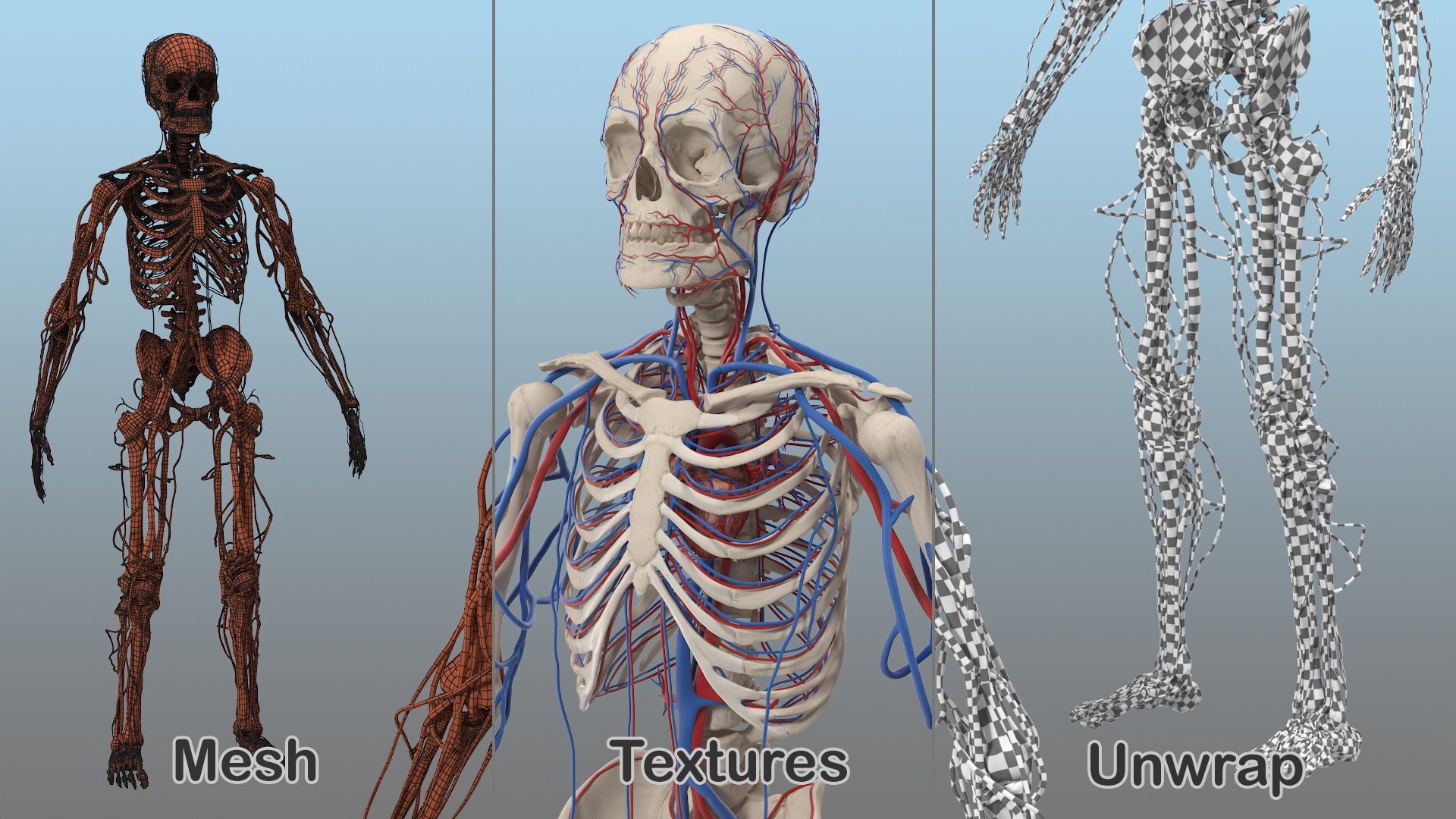 3D male skeleton cardiovascular model https://p.turbosquid.com/ts-thumb/Dc/klAjYl/PmiPjyyH/maleskeletonandcardiovascularsystemc4dmodel044/jpg/1574796439/1920x1080/fit_q87/9bc35053025f1e4fcc768d1e80cf3c97701acc50/maleskeletonandcardiovascularsystemc4dmodel044.jpg