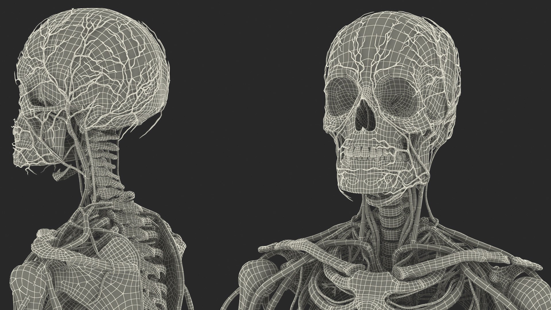 3D male skeleton cardiovascular model https://p.turbosquid.com/ts-thumb/Dc/klAjYl/RsgxPekc/maleskeletonandcardiovascularsystemc4dmodel055/jpg/1574796491/1920x1080/fit_q87/0325166ad7a96e444768360ffe37aed439c3e362/maleskeletonandcardiovascularsystemc4dmodel055.jpg