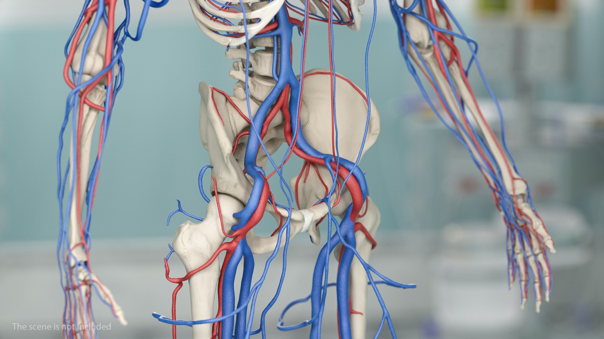 3D male skeleton cardiovascular model https://p.turbosquid.com/ts-thumb/Dc/klAjYl/VJ6TVg57/maleskeletonandcardiovascularsystemc4dmodel011/jpg/1574796253/1920x1080/fit_q87/346e5271f9fef0c04ae83cdd8d79fc68bfde0355/maleskeletonandcardiovascularsystemc4dmodel011.jpg