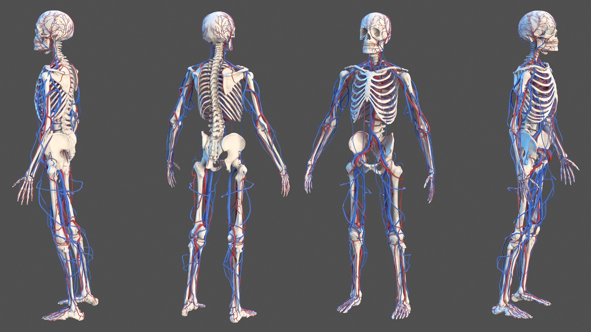 3D male skeleton cardiovascular model https://p.turbosquid.com/ts-thumb/Dc/klAjYl/W5dCEIbQ/maleskeletonandcardiovascularsystemc4dmodel001/jpg/1574796194/1920x1080/fit_q87/510d14ac9d0225f7f230005933da6d4f94d9c022/maleskeletonandcardiovascularsystemc4dmodel001.jpg