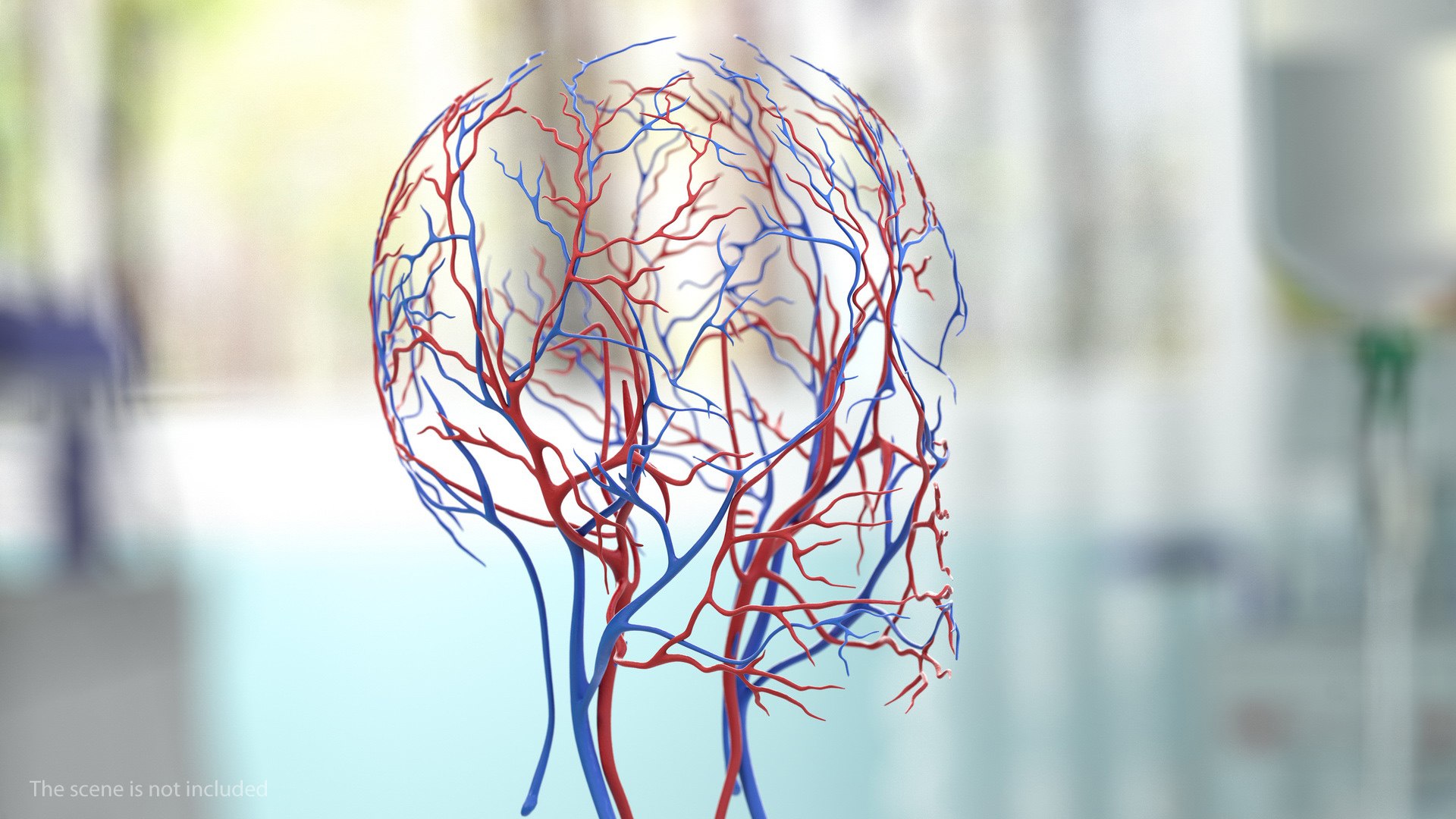3D male skeleton cardiovascular model https://p.turbosquid.com/ts-thumb/Dc/klAjYl/WEfnMj0Y/maleskeletonandcardiovascularsystemc4dmodel038/jpg/1574796402/1920x1080/fit_q87/71163397f9d3eccbc07a03ec5c1e53b6a9ad20f9/maleskeletonandcardiovascularsystemc4dmodel038.jpg