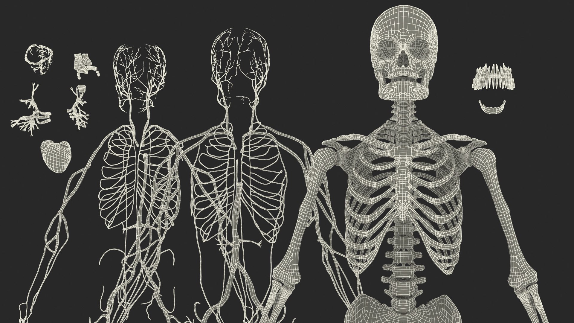 3D male skeleton cardiovascular model https://p.turbosquid.com/ts-thumb/Dc/klAjYl/WtvGCcy0/maleskeletonandcardiovascularsystemc4dmodel061/jpg/1574796508/1920x1080/fit_q87/e5f4cd20314883f28a343f4e1d9db51025350ea2/maleskeletonandcardiovascularsystemc4dmodel061.jpg