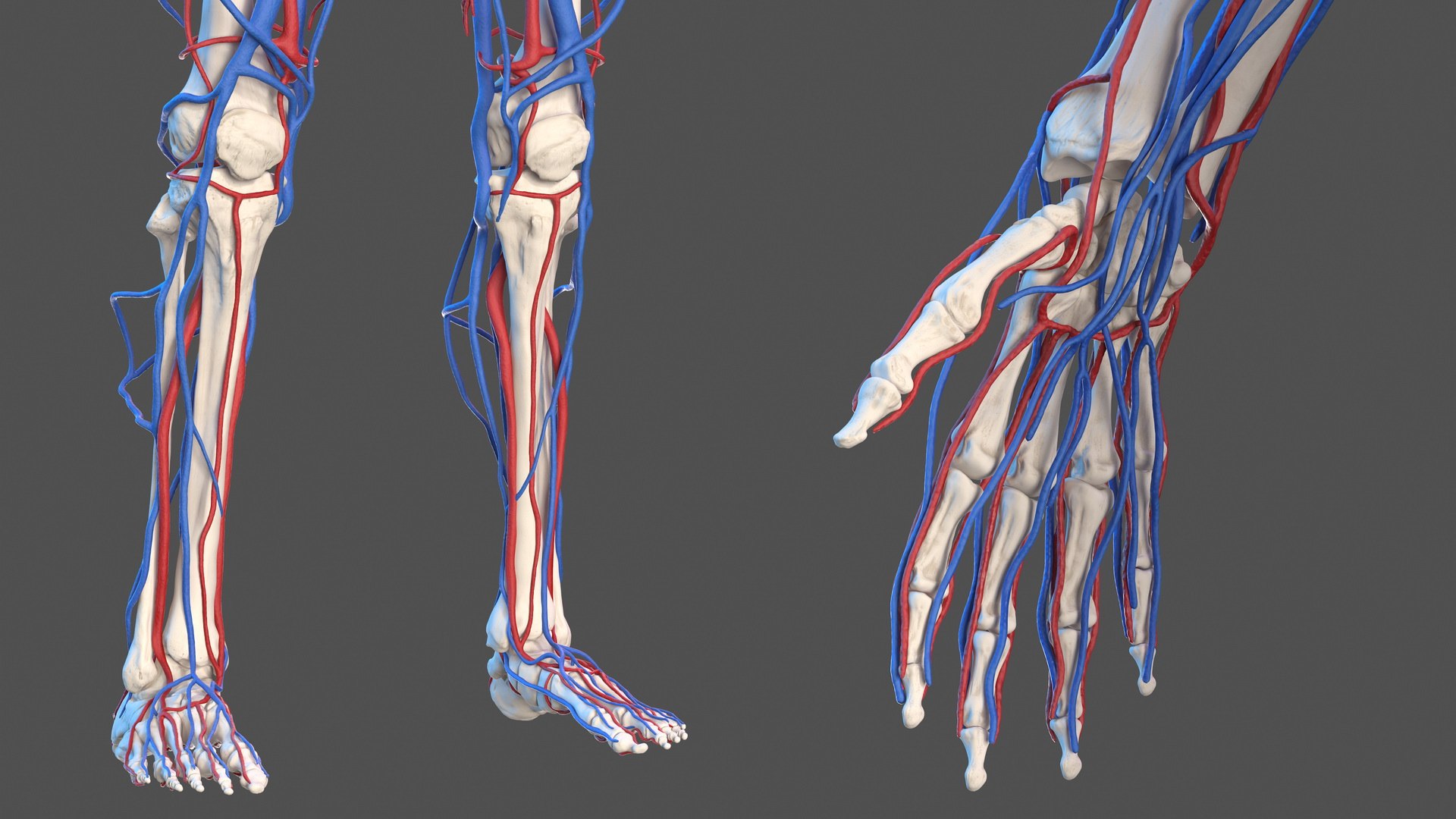 3D male skeleton cardiovascular model https://p.turbosquid.com/ts-thumb/Dc/klAjYl/Xt35gk6R/maleskeletonandcardiovascularsystemc4dmodel018/jpg/1574796293/1920x1080/fit_q87/127de7319ae754acfffd0044cdca082b38b41450/maleskeletonandcardiovascularsystemc4dmodel018.jpg