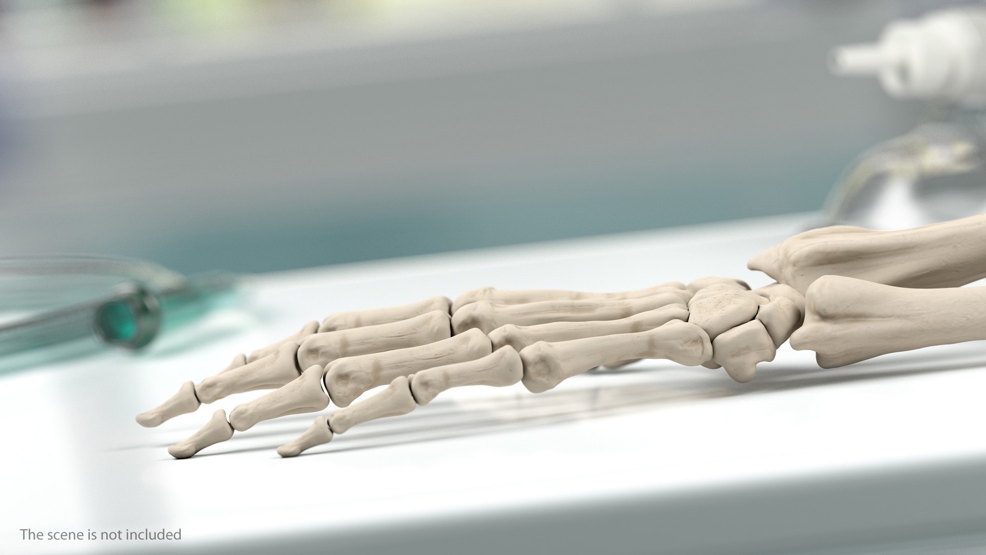 3D male skeleton cardiovascular model https://p.turbosquid.com/ts-thumb/Dc/klAjYl/adZM8yZZ/maleskeletonandcardiovascularsystemc4dmodel025/jpg/1574796332/1920x1080/fit_q87/613e075add82e1d22829adf7c787ce847e359028/maleskeletonandcardiovascularsystemc4dmodel025.jpg