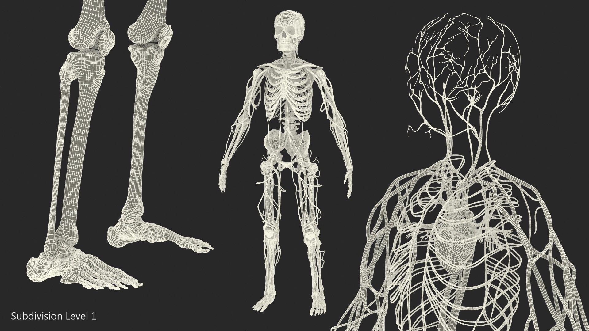 3D male skeleton cardiovascular model https://p.turbosquid.com/ts-thumb/Dc/klAjYl/bmlwGsQV/maleskeletonandcardiovascularsystemc4dmodel046/jpg/1574796450/1920x1080/fit_q87/6dc312e581753aa728a3965848ee187914051d45/maleskeletonandcardiovascularsystemc4dmodel046.jpg