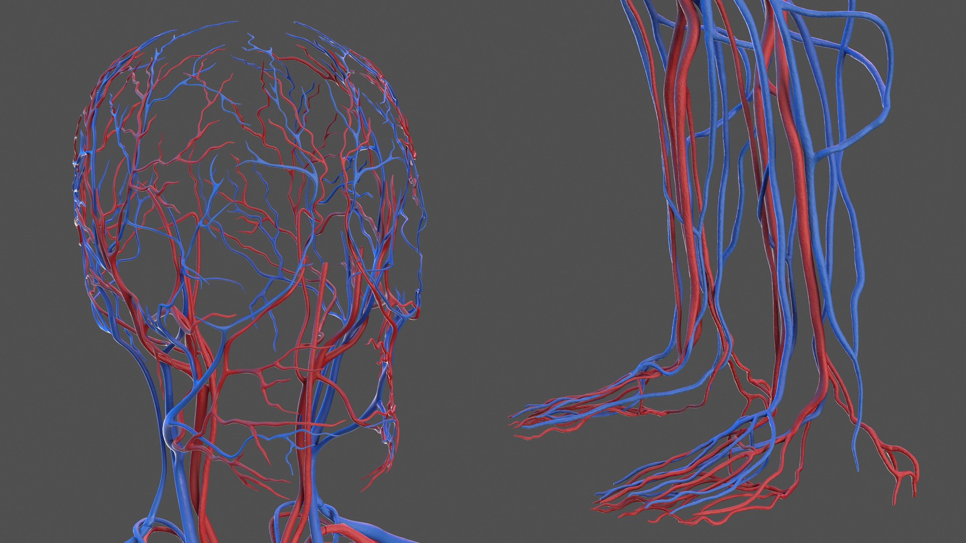 3D male skeleton cardiovascular model https://p.turbosquid.com/ts-thumb/Dc/klAjYl/cqHJtBYt/maleskeletonandcardiovascularsystemc4dmodel042/jpg/1574796425/1920x1080/fit_q87/7fdab627cb393cd3ae6a9188c9b9d8bedf5931cd/maleskeletonandcardiovascularsystemc4dmodel042.jpg