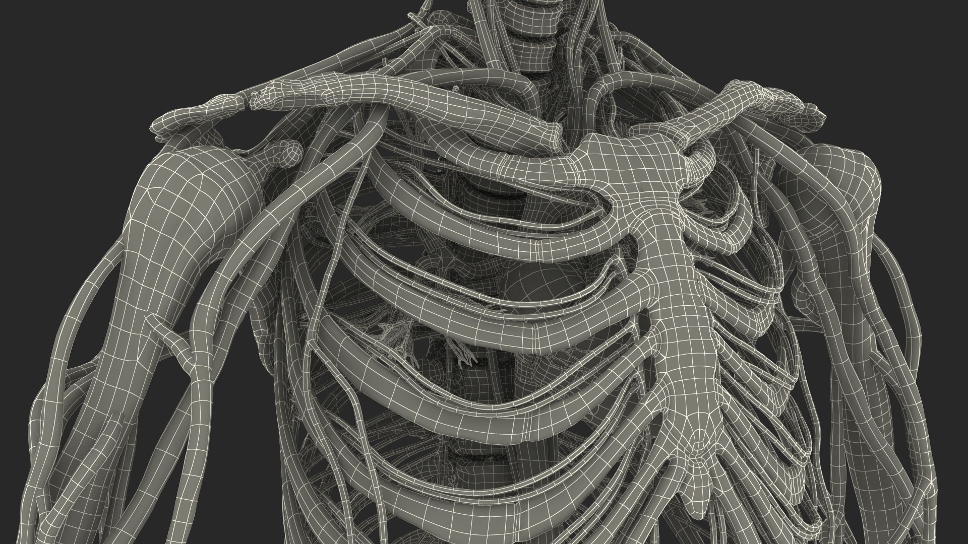 3D male skeleton cardiovascular model https://p.turbosquid.com/ts-thumb/Dc/klAjYl/dg0KBm4z/maleskeletonandcardiovascularsystemc4dmodel057/jpg/1574796497/1920x1080/fit_q87/a491274b1380558632ff9f3e2466e82ec91aa9b7/maleskeletonandcardiovascularsystemc4dmodel057.jpg