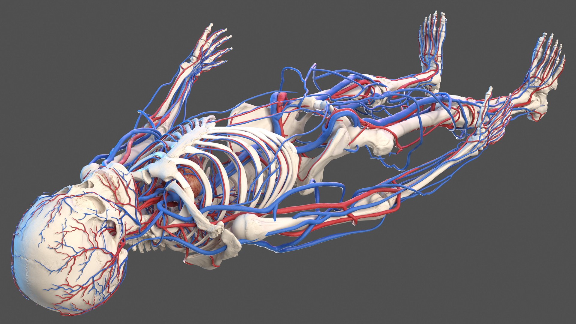 3D male skeleton cardiovascular model https://p.turbosquid.com/ts-thumb/Dc/klAjYl/e60jEz0W/maleskeletonandcardiovascularsystemc4dmodel015/jpg/1574796277/1920x1080/fit_q87/a374fa5a05cb32333214d6c925918e9eba5f6c54/maleskeletonandcardiovascularsystemc4dmodel015.jpg