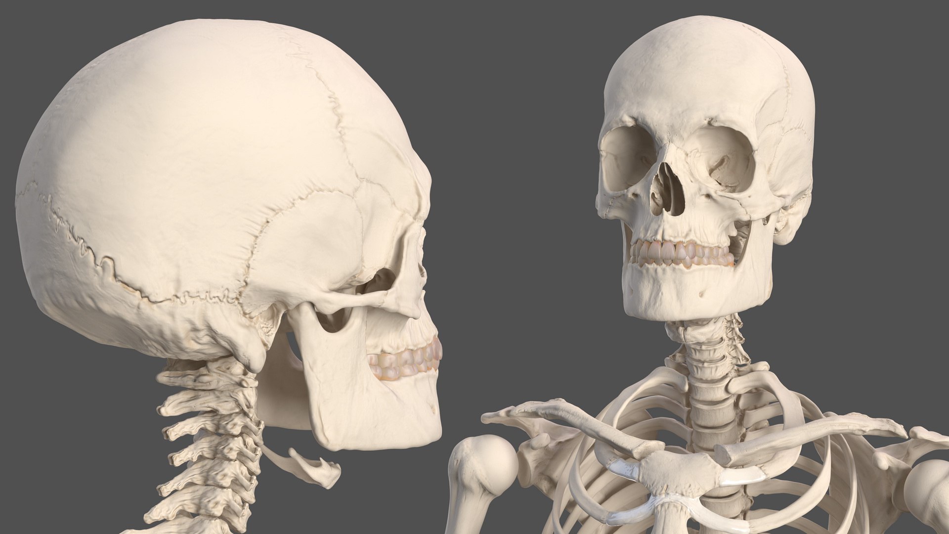 3D male skeleton cardiovascular model https://p.turbosquid.com/ts-thumb/Dc/klAjYl/eghaN9Ot/maleskeletonandcardiovascularsystemc4dmodel026/jpg/1574796337/1920x1080/fit_q87/cd63956242d3d82576d6ec13e7ac11fa6bdcec50/maleskeletonandcardiovascularsystemc4dmodel026.jpg