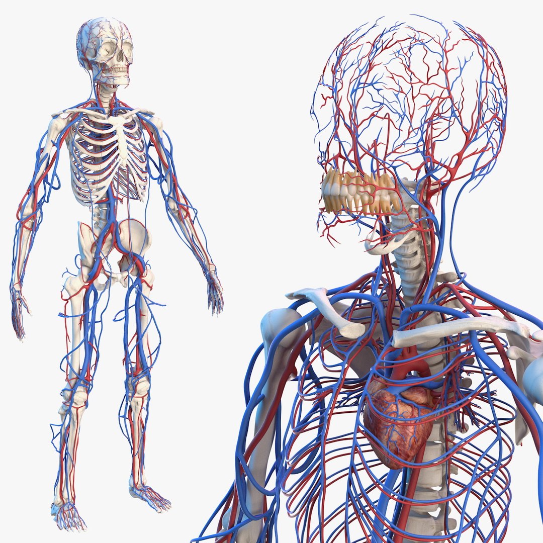 Male Skeleton and Cardiovascular System 3D model preview